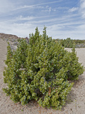 California Juniper (Juniperus Californica)  Joshua Tree National Park  California  Mojave Desert
