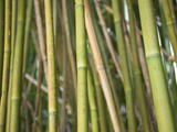 Bamboo Stems