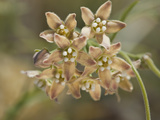 Climbing Milkweed (Sarcostemma Cynanchoides Hartwegii)  Joshua Tree National Park  Mojave Desert