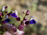 Bladder Sage Flowers (Salazaria Mexicana)  Joshua Tree National Park  California  Mojave Desert