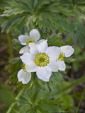 Narcissus Anemone (Anemone Narcissiflora)  Fort Abercrombie State Park  Kodiak  Alaska