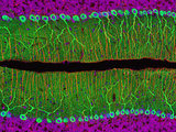 Rat Cerebellum