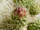 Teddy-Bear Cholla Flower Bud (Cylindropuntia Bigelovii)  Joshua Tree National Park  Mojave Desert