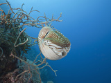 Chambered Nautilus (Nautilus Belauensis)  Micronesia  Palau