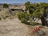Claret Cup Cactus (Echinocereus Triglochidiatus Melanacanthus) and Utah Junipers