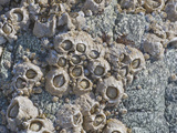 Acorn Barnacle (Balanus Glandula)  Glacier Bay National Park  Alaska