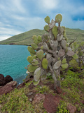 Endemic Prickly Pear Cactus (Opuntia Galapageia)  Galapagos Islands  Ecuador