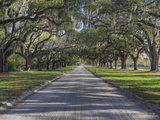Driveway Beneath Stately Live Oak Trees Draped in Spanish Moss  Boone Hall Plantation