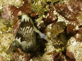 Mating Nudibranches (Nembrotha Lineolata)