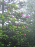 Flowering Catawba Rhododendron in the Fog  Andrews Bald  Great Smoky Mountains National Park