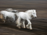 Icelandic Horses in Motion  Iceland