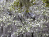 Dogwood Tree  Cornus Florida and Spanish Moss  Charleston  South Carolina