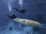 Divers and a Cuttlefish (Sepia Officinalis)  Palau  Micronesia