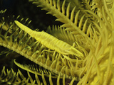 A Yellow Commensal Crinoid Shrimp (Periclimenes Amboinensis)