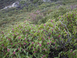 Sugar Bush (Rhus Ovata) in Chaparral at 4000 Feet Elevation  Sunrise Highway  San Diego County