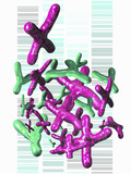 X and Y Chromosomes Rendered in 3D and DNA Sequences