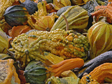 Variety of Squash