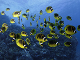 Schooling Raccoon Butterflyfish (Chaetodon Lunula)  Lanai  Hawaii  USA
