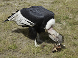 An Andean Condor (Vultur Gryphus) Dining on a Bone at Parque Condor 