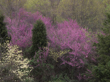 Dogwood Trees  Cornus Florida  and Eastern Redbud  Cercis Canadensis  Flowering in the Spring