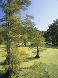 Bald Cypress Trees with Buttress Roots