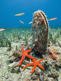 Noble Pen Shell (Pinna Nobilis)  Les Ferranelles  Medes Islands  Costa Brava  Mediterranean Sea