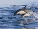 Short-Beaked Common Dolphin (Delphinus Delphis) Jumping and Splashing at Surface  Nine-Mile Bank