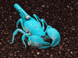 Emperor Scorpion Fluorescing  under Black Light (Pandinus Imperator)  Africa