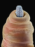 Acanthocephalan or Spiny-Headed Worm Head  SEM X100