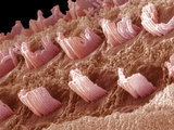 Hair Cells in a Mammal Cochlea  the Portion of the Inner Ear That Is Responsible for Hearing