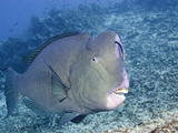 Cleaner Wrasse (Labroides Dimidiatus) Inspecting Humphead Parrotfish  (Bolbometopon Muricatum)