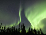 Aurora Borealis or Northern Lights over Spruce Trees  Arctic Taiga  Alaska  USA