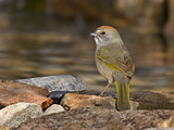 Green-Tailed Towhee (Pipilo Chlorurus) at Edge of Pond