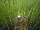 A Single Cottongrass Bloom Grows Out of a Nurse Log Surrounded by Horsetail Reeds