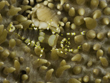Commensal Shrimp (Pliopontonifurtiva) Camouflaged on a Mushroom Coral