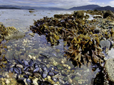 Kelp  Mussels and Barnacles are Visible at Low Tide in Howe Sound  British Columbia  Canada