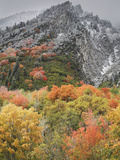 An Autumn Snowfall Decorates the Mountainsides and Trees of Little Cottonwood Canyon