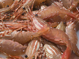 Spot Prawn (Pandalus Platyceros) Catch in a Trap  Prince Rupert  British Columbia  Pacific Ocean