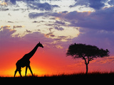 Masai Giraffe and an Umbrella Tree Acacia Silhouetted on the Savanna at Sunrise