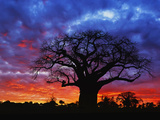 African Baobab Tree (Adansonia Digitata) Silhouetted at Sunset  Tarangire National Park  Tanzania