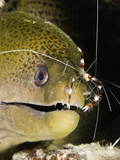 A Banded Boxer Shrimp (Stenopus Hispidus) Checks This Giant Moray Eel (Gymnothorax Javanicus)