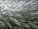 Sockeye Salmon Smolt (One Year Old) (Oncorhynchus Nerka) in the Gulkana Fish Hatchery  Alaska  USA