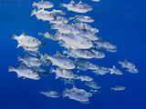 Spotted Oceanic Triggerfish (Canthidermis Maculatus)  Hawaii  USA