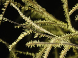 Needle Shrimp (Tozeuma Armatum) Campouflaged on a Gorgonian  Hippolytidae  Indonesia