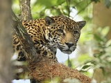 Jaguar Head (Panthera Onca)  Belize