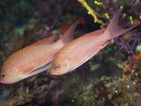 Mediterranean Anthias (Anthias Anthias)  El Medallot  Medes Islands  Costa Brava  Mediterranean Sea