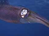 Close Up of the Head and Eye of the Caribbean Reef Squid (Sepioteuthis Sepioidea)