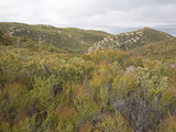 Chaparral Vegetation at 4500 Feet in the Laguna Mountains  San Diego County  California  USA