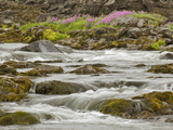 Flowers and a Glacial Stream  Iceland