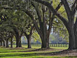 Stately Live Oak Trees Draped in Spanish Moss  Boone Hall Plantation